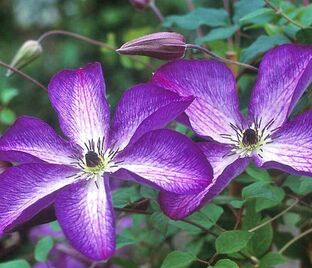 Клематис Веноса Виолас / Clematis Venosa Violacea — фото 1