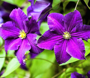 Клематис Виола / Clematis Viola — фото 1