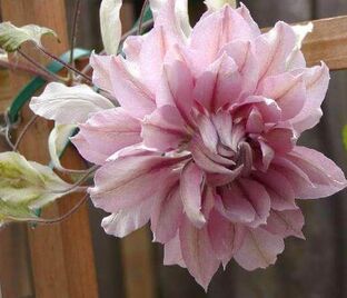 Клематис Вайолет Элизабет / Clematis Violet Elizabeth