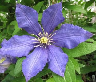 Клематис Вистула / Clematis Vistula — фото 1