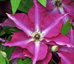 Клематис Вива Полония / Clematis Viva Polonia — фото 1