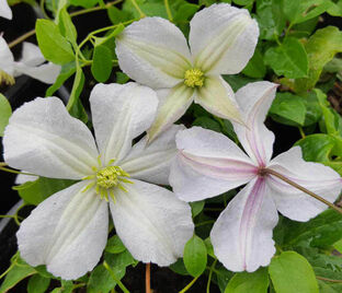 Клематис Вайт Принц Чарльз / Clematis White Prince Charles — фото 1