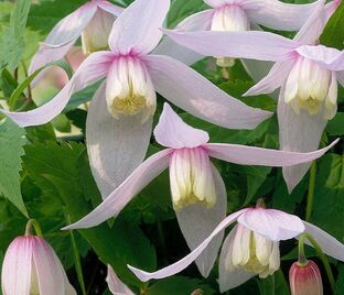 Клематис Вилли / Clematis Willy — фото 1