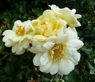 Роза Sunny Rose (Санни Роуз) — фото 1