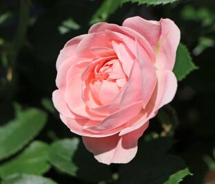 Роза Bailando (Бейландо)