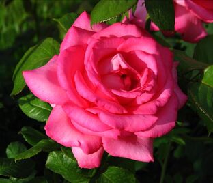 Роза Esmeralda (Эсмеральда)