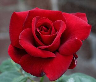 Роза Le Rouge et le Noir (Ля Руж ет ле Нор)