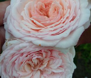 Роза Magnificent Perfum (Магнифисент Парфюм)