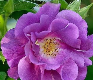 Роза Purple Beauty (Пёрпл бьюти)