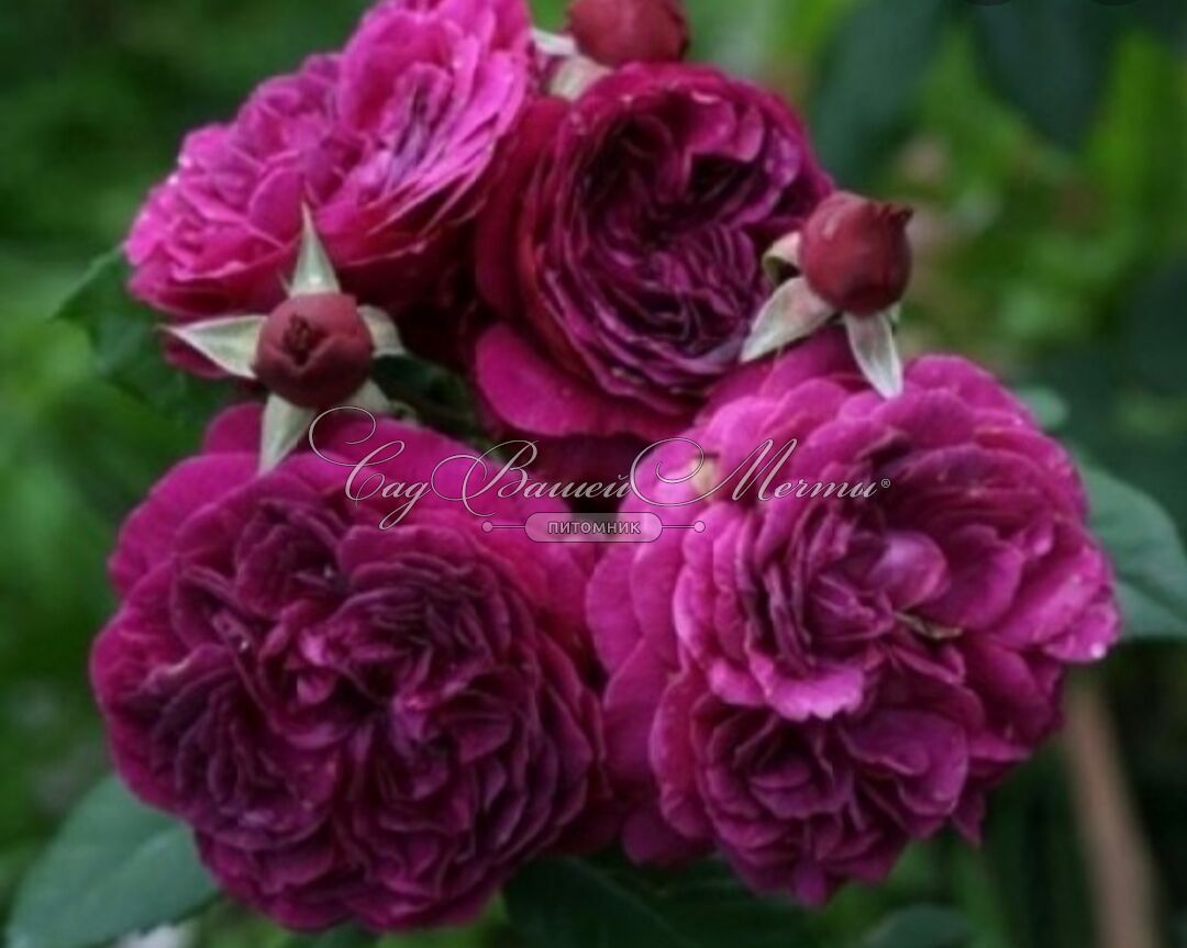 Роза Перпл Лодж (Purple Lodge) – характеристика и описание сорта с фото и отзывы садоводов