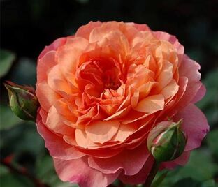 Роза Rose de Gerberoy (Роз де Жерберуа)