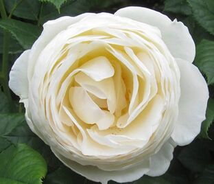 Роза Uetersener Klosterrose (Ютерсен Клозтерроуз)