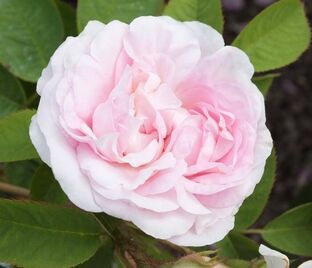 Роза Maidens Blush (Мейденс Блаш)