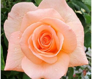 Роза Apricot Nectar (Эприкот Нектар)