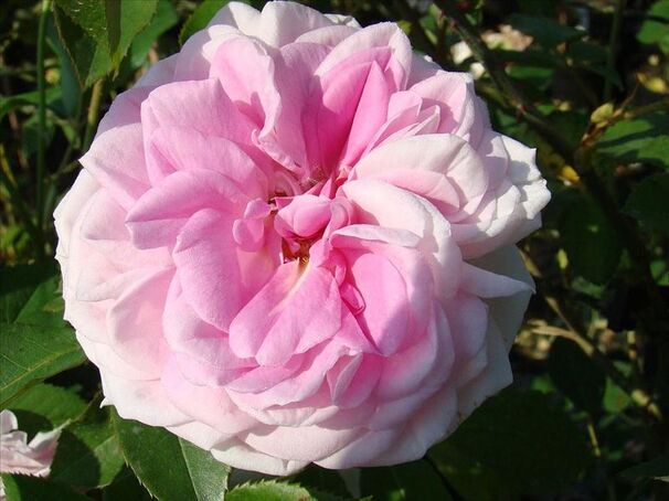 Роза Blairii No. 2 (Блаирии № 2) — фото 1