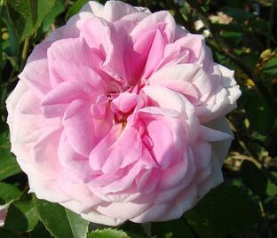 Роза Blairii No. 2 (Блаирии № 2) — фото 1