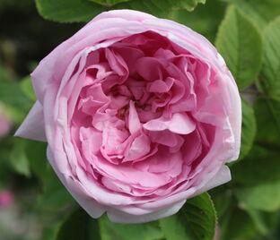 Роза centifolia (центифолия)