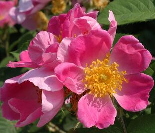 Роза Complicata (Компликата)