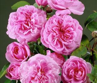 Роза Cristata (centifolia)