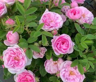 Роза Rose de Meaux (Роз Де Мо)