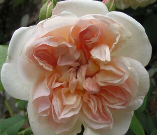 Роза Desprez a Fleur Jaunes (Дэспре а Флёр Жон)