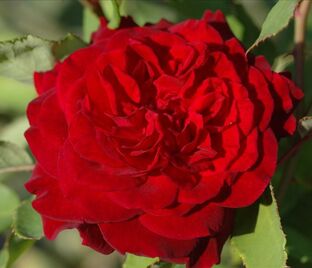 Роза Empereur du Maroc (Эмперёр Дю Марок)