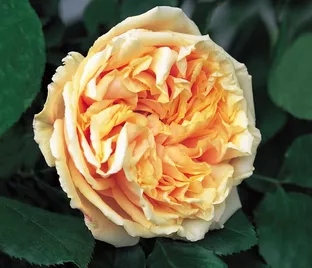 Роза Gloire de Dijon (Глуар де Дижон)