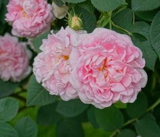 Роза Great Maidens Blush (Грейт Мэйденс Блаш) — фото 1