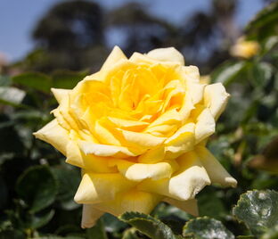 Роза Harison’s Yellow (Харисонс Йеллоу)