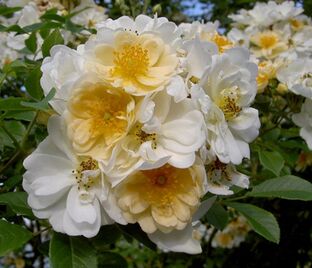 Роза helenae Semiplena (хеленаи Семиплена)