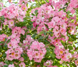 Роза Kew Rambler (Кью Рамблер)