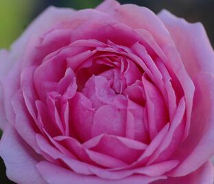 Роза Madame de Knorr (Мадам Кнор) — фото 1