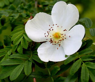 Роза Omeiensis Pteracantha (Омейский Птераканта)