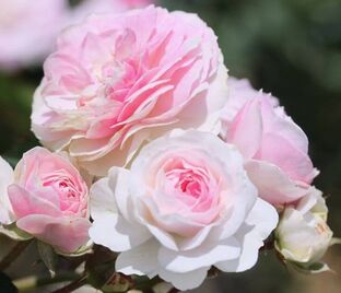 Роза Pink Prosperity (Пинк Просперити) — фото 1