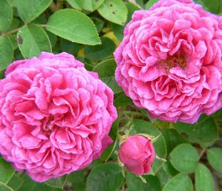 Роза Pompon de Bourgogne (Помпон де Бургонь)