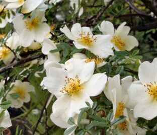 Роза Primula (Примула)