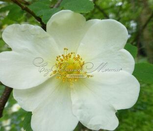 Роза pteragonis (птерагонис)