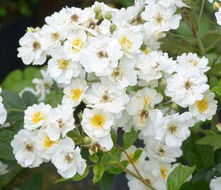 Роза Rambling Rector (Рэмблинг Ректор)