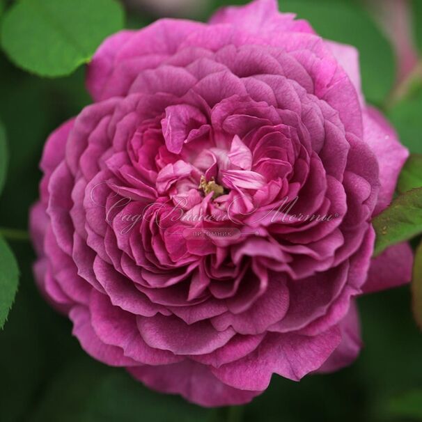 Роза Reine des Violettes (Рен де Виолет) — фото 1