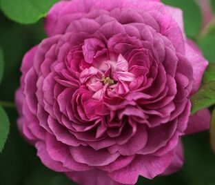 Роза Reine des Violettes (Рен де Виолет)