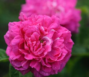 Роза Rose du Roi a Fleurs Pourpres (Роз Дю Руа а Флёр Пурпур)
