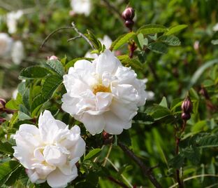Роза roxburghii Normalis (Роксбурга нормалис)
