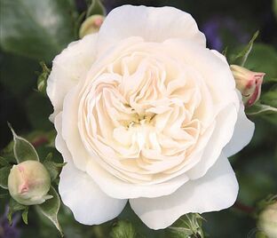 Роза Colonial White (Колониал Уайт)