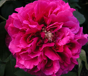 Роза Souvenir d'Alphonse Lavalle (Сувенир Д'Альфонс Лавали)