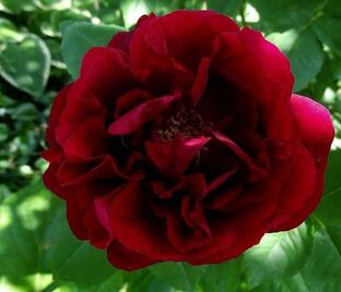 Роза Souvenir de William Wood (Сувенир де Вильям Вуд)