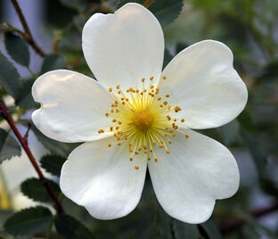 Роза spinosissima altaica (Шиповник колючейший)