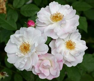 Роза Venusta pendula (Венуста Пендула)