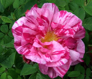 Роза Mundi (Роза Мунди)
