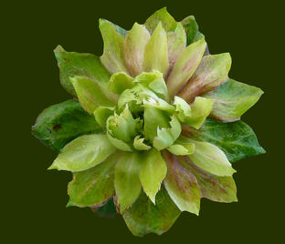 Роза Viridiflora (Роза Виридифлора)