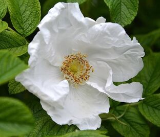 Роза Rugosa alba (Ругоза альба) — фото 1